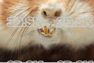 Hamster 0025